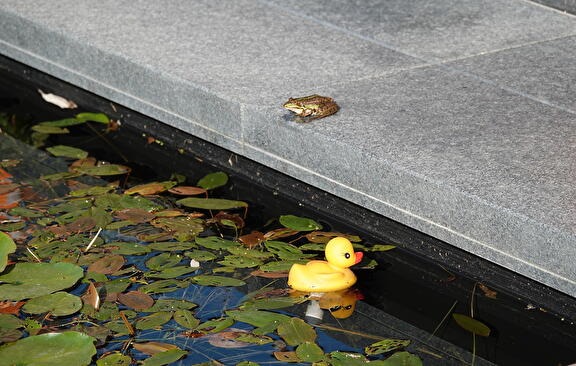 Flora en fauna van de zwemvijver: Een groene kikker en de badeend